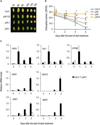 Genetic Interaction Among Phytochrome, Ethylene and Abscisic Acid Signaling During Dark-Induced Senescence in Arabidopsis thaliana